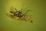 Detailed Fossil Fly (Chironomidae) In Baltic Amber #50563-1
